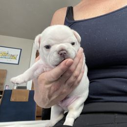 French Bulldog Puppies from 1011 French Bulldogs