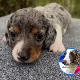 Black Dappled Piebald Boy - Dapple male Dachshund puppy in Brunswick, Georgia from Coastal Georgia Miniature Dachshunds