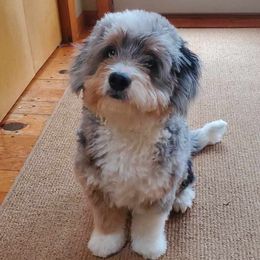 Hattie - Bernedoodle