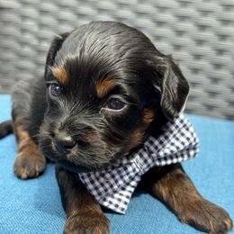 Hershey - Black and tan brindle male Havapoo puppy in Loveland, Colorado from Littledoodles2love