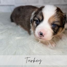 Turkey - Brindle merle and white male American Corgi puppy in Greenwood, Indiana from Witch Creek Corgis