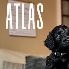 Golden Mountain Doodles from Carolina Golden Mountain Doodles