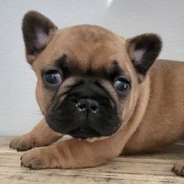 French Bulldogs from Red Ember Frenchies