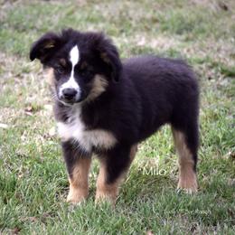 Milo - Black tri male Miniature Australian Shepherd puppy in Evant, Texas from Lazy VT Bar Ranch