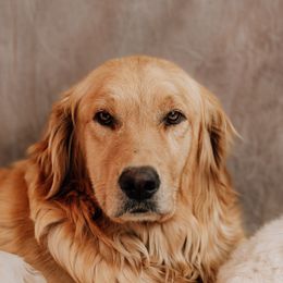 Fiona - Golden Retriever