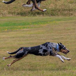 Catahoula Leopard Dogs from Maynard Catahoulas