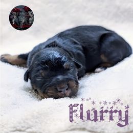 Flurry - Black tri female Toy Australian Shepherd puppy in Brenham, Texas from Stone N Rose Kennels