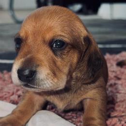 Neon - Dapple male Dachshund puppy in Albuquerque, New Mexico from Designer Dachshund Club