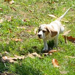 Beagle and German Shepherd Puppies from Synastry Beagles