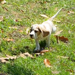 Beagle and German Shepherd Puppies from Synastry Beagles