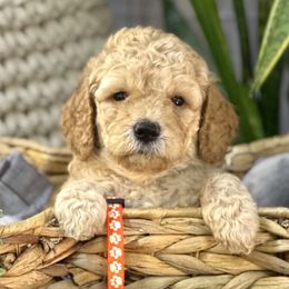 Poppy - Goldendoodle puppy in Chelan, Washington from North Cascades Doodles