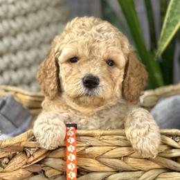 Poppy - Goldendoodle puppy in Chelan, Washington from North Cascades Doodles