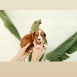 Hugo - Red  male Goldendoodle puppy in Rio Linda, California from GoldendoodlePaw
