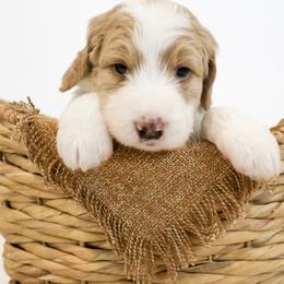 Assorted Doodle Crosses, Bernedoodle, Double Doodle, Goldendoodle, Labradoodle, and Whoodle Puppies from Our Little Farm Life Doodles