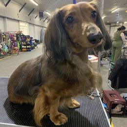 Dachshund puppies from Howard Hounds
