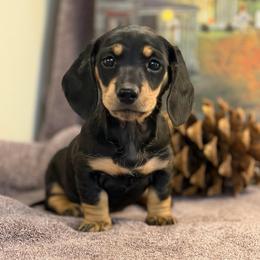 Fiona (2500) - Black and cream female Dachshund puppy in Hensley, Arkansas from The Dachshund Barn
