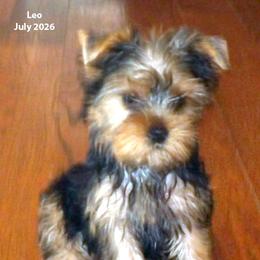 Leo - Blue and gold male Yorkshire Terrier puppy in Baraga, Michigan from Ojibwa Yorkies