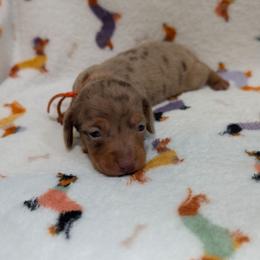 Orange Boy - Dapple male Dachshund puppy in Cypress, California from Ferrario Dachshunds