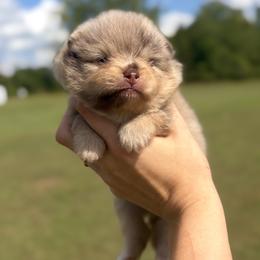 Alvin - Chocolate merle male Pomeranian puppy in Scottsburg, Virginia from Summer Set Poms