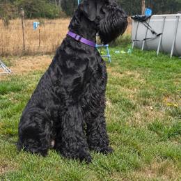 Jazmine - Giant Schnauzer
