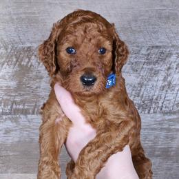 Hunter - Red  male Poodle puppy in Abilene, Texas from Mesquite Kennels