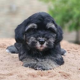 Cavachon, Cavalier King Charles Spaniel, Cavapoo, and Havanese Puppies from Peaks Pups & Cavachon Love Chocolate Cavaliers, Cavaliers, Cavachon’s, Cavapoos & Havanese