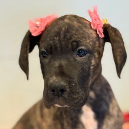 Judith - Brindle female Great Dane puppy in Hutchinson, Kansas from Dappled Danes