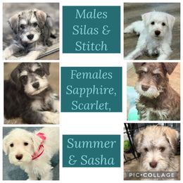 Miniature Schnauzer puppies from Sadie Miniature Schnauzers