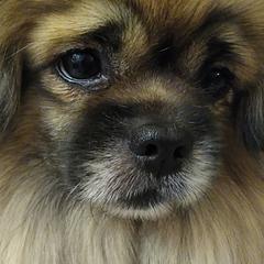 Tibetan Spaniels from Bandor Tibetans