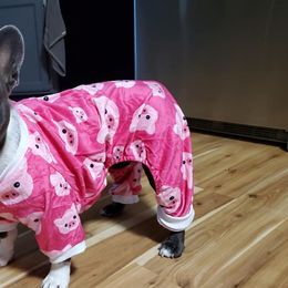 French Bulldogs from Heidi PawCasso