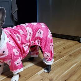 French Bulldogs from Heidi PawCasso
