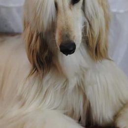 Afghan Hounds and Beagles from Country Meadows Hounds