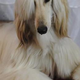 Afghan Hounds and Beagles from Country Meadows Hounds