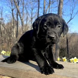 Black boy, green collar - Black male Labrador Retriever puppy in Ozark, Arkansas from Middle Ridge Retrievers