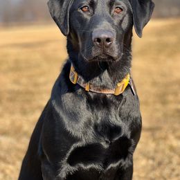 Labrador Retriever All Grown Up from Southfork Retrievers