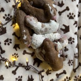 Astrid - Parti female Goldendoodle puppy in Roseburg, Oregon from Dbos Furry Friends