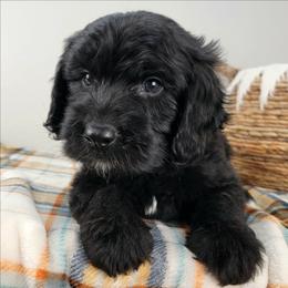 Evander - Black male Bernedoodle puppy in Temecula, California from Oodles O'Doodles