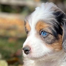 Aussiedoodles, Bernedoodles, Cockapoos, and Goldendoodles from Puppy Love Doodles