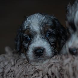 Bernedoodle Puppies from Autumn Vanskiver