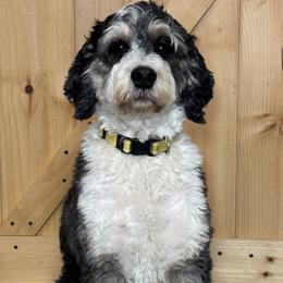 Duchess - Bernedoodle