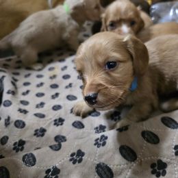 Boy 1 - Red male Dachshund puppy in Jackson's Gap, Alabama from Lake Martin Doxies