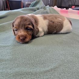 Honey's boy - Dapple male Dachshund puppy in Cedar City, Utah from Country Doxies