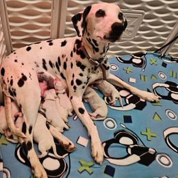 Sage - Dalmatian