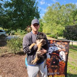 German Shepherd Puppies from Von Hoene Heritage Shepherds