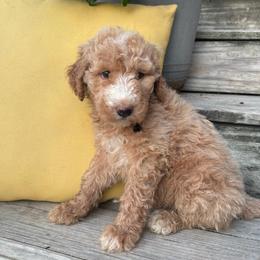 Black - Apricot female Goldendoodle puppy in Seguin, Texas from Dude Ranch Doodles