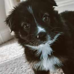 Jacob - Black tri Miniature Australian Shepherd puppy in Kaufman, Texas from Xoxo Aussies