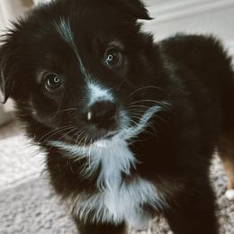 Jacob - Black tri Miniature Australian Shepherd puppy in Kaufman, Texas from Xoxo Aussies