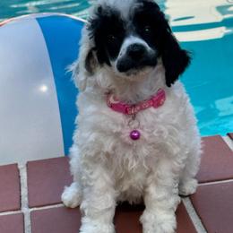 Miss. Charlotte - Parti female Poodle puppy in Gainesville, Florida from Pet Inn Xxweetdoodles