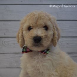 Goldendoodle and Golden Retriever Puppies from Magical Goldens