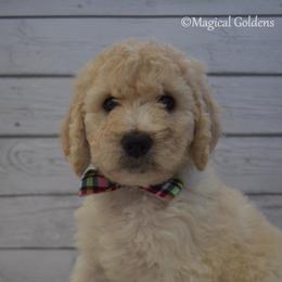 Goldendoodle and Golden Retriever Puppies from Magical Goldens